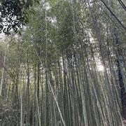 綺麗な竹林