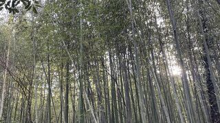 綺麗な竹林