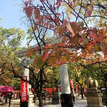 桜も紅葉していた