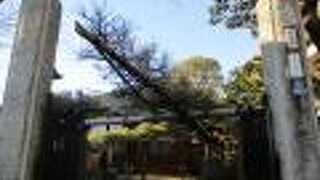 松の枝を大きく伸ばしていてすばらしい景観