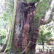 推定年齢3000年。屋久島の縄文杉に負けない圧巻。美空ひばりが願をかけた「出世杉」。