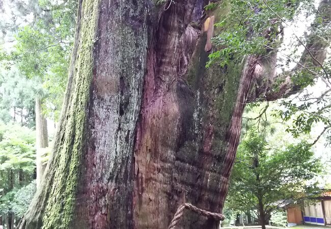 推定年齢3000年。屋久島の縄文杉に負けない圧巻。美空ひばりが願をかけた「出世杉」。