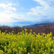 満開の菜の花