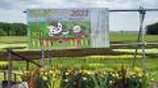 JAたいせつ 田んぼアート