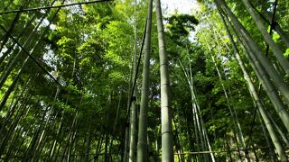 竹の庭で有名な報国寺