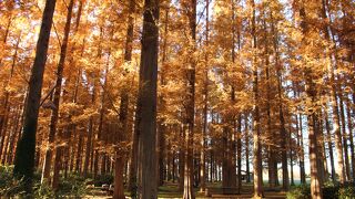 メタセコイアの巨木が圧巻でした