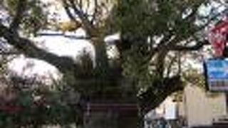 樹齢500年のクスノキ