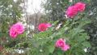 バラの好きな人にはぴったりの場所でしょうね。