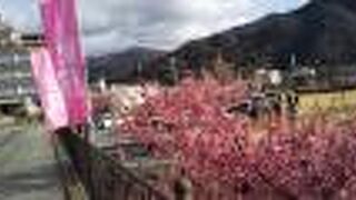 早咲きの桜が満開でした