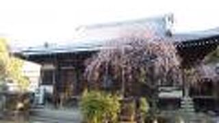 梅の開花も見られました