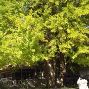 秋、紅葉した樹齢1100年の大銀杏は圧巻！