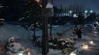 夜の動物園もあります