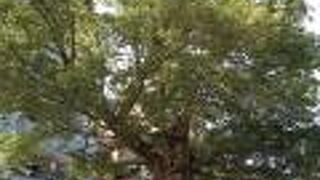 とっても立派なムクノキ