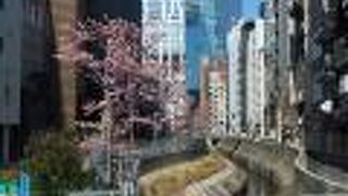 今や渋谷のオアシスか