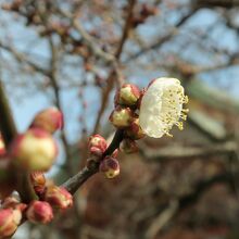 一月三連休だが、梅がほころんでいた