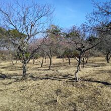 梅の満開はもう少し後