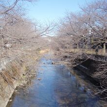 恩田川さくら道の桜