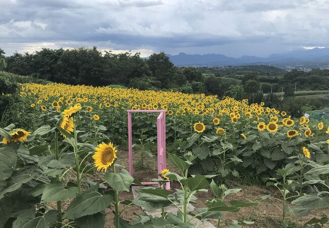 鼻高展望花の丘 クチコミ アクセス 営業時間 高崎 フォートラベル
