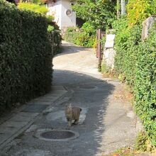 路地の人懐っこい猫ちゃん～
