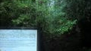 引き継がれる杉の木