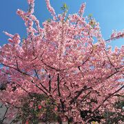 萩が有名ですが、春は河津桜が美しく咲きます