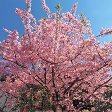 境内に咲く河津桜