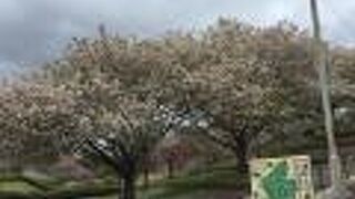 静峰ふるさと公園の八重桜まつり