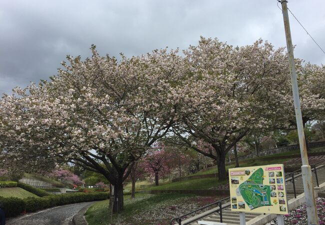 静峰ふるさと公園の八重桜まつり