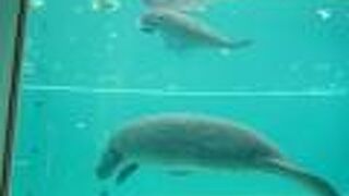 マナティが泳ぐ水槽
