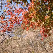 紅葉と桜のコラボ