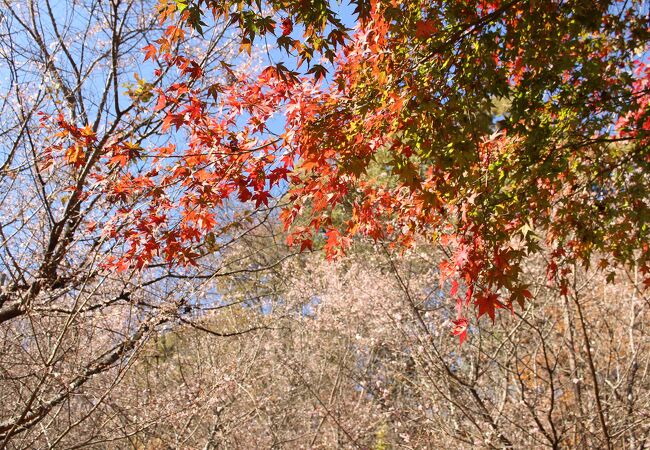 紅葉と桜のコラボ