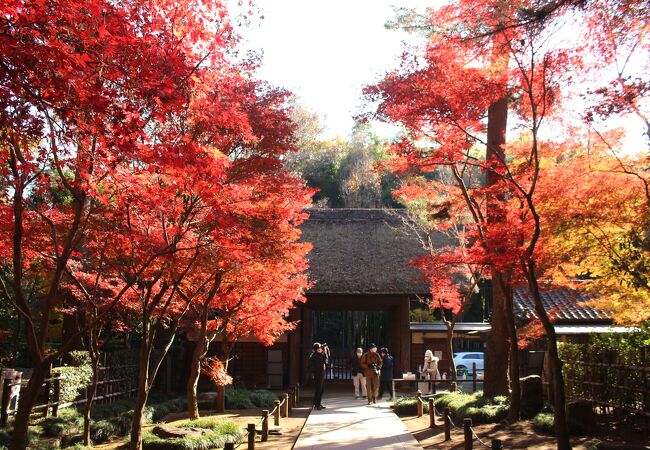 紅葉がすばらしかったです。