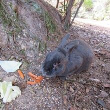 頑張って生きるうさぎさん