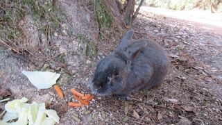 本当にうさぎ島ですか？