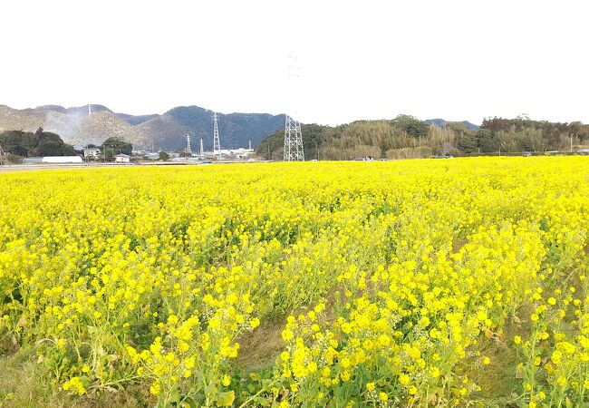 菜な畑ロード クチコミ アクセス 営業時間 鴨川 フォートラベル
