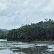 沖縄本島で最大級のマングローブ林