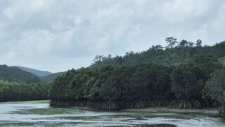 沖縄本島で最大級のマングローブ林