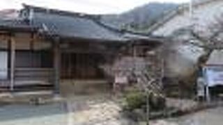 つぼみはまだ硬かったが梅の古木が見事