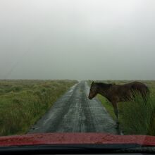 雨の中、野生馬が道に立ちんぼうして譲ってくれませんでした。