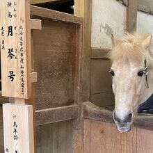 神馬にも会えました。