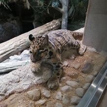 ウンピョウ