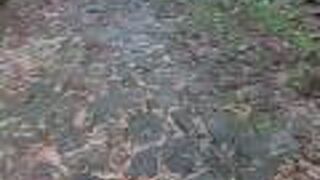 江戸時代の石畳