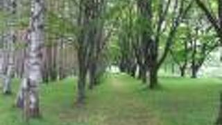 白樺の森に囲まれて