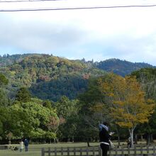 奈良公園春日山原始林