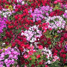 周囲は可愛らしいお花で埋め尽くされています