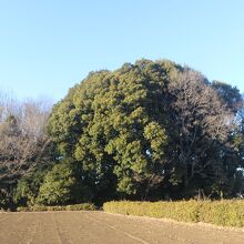 新田義貞が陣を張ったとされる白旗塚