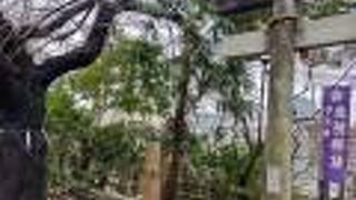 梅まつりをしていました！