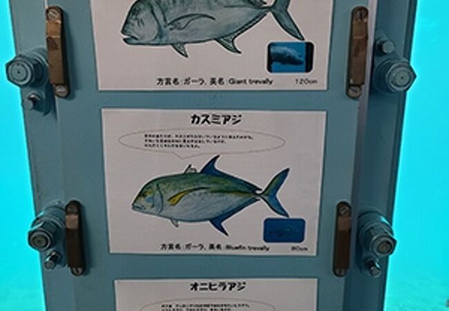 池間島海底観光