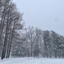 雪の円山公園