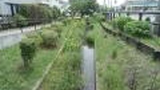 柳やアヤメなど川沿いを彩る花がきれい